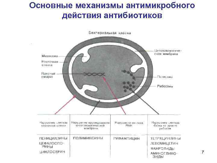 Основные механизмы антимикробного действия антибиотиков 7 