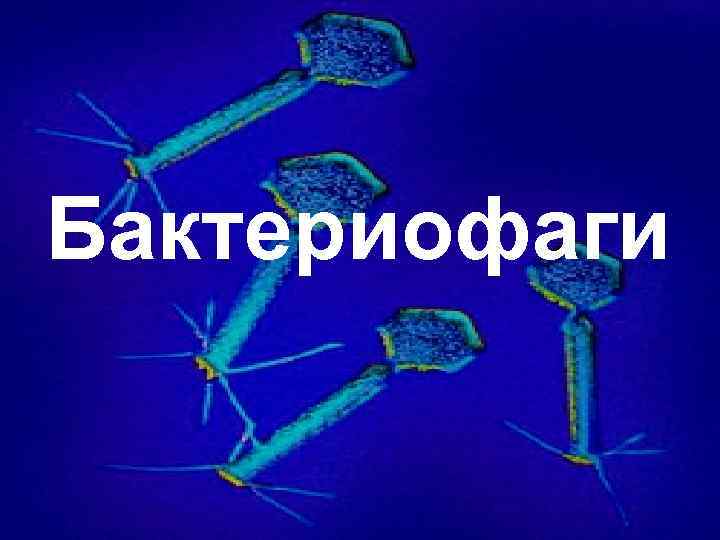 Бактериофаги 