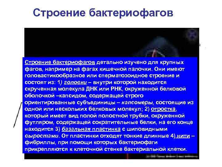 Строение бактериофагов детально изучено для крупных фагов, например на фагах кишечной палочки. Они имеют