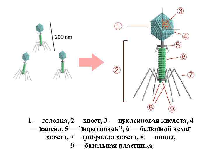 1 — головка, 2— хвост, 3 — нуклеиновая кислота, 4 — капсид, 5 —"воротничок",