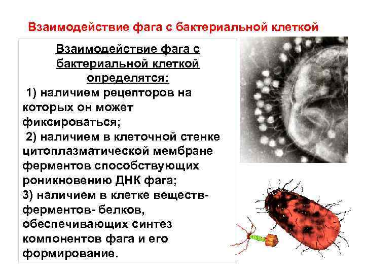 Взаимодействие фага с бактериальной клеткой определятся: 1) наличием рецепторов на которых он может фиксироваться;