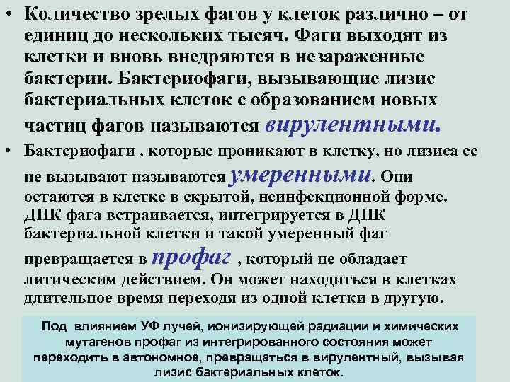  • Количество зрелых фагов у клеток различно – от единиц до нескольких тысяч.