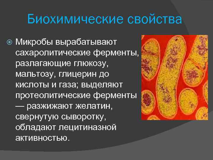 Биохимические свойства микроорганизмов
