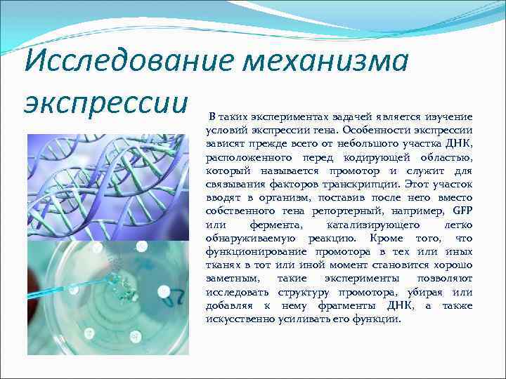 Исследование механизма экспрессии В таких экспериментах задачей является изучение условий экспрессии гена. Особенности экспрессии