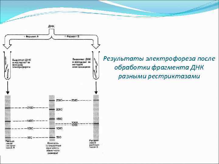 Результаты электрофореза после обработки фрагмента ДНК разными рестриктазами 