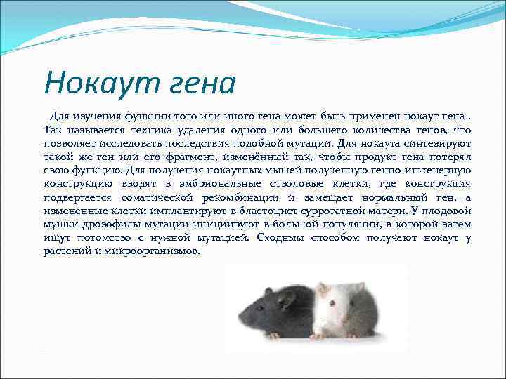 Нокаут гена Для изучения функции того или иного гена может быть применен нокаут гена.