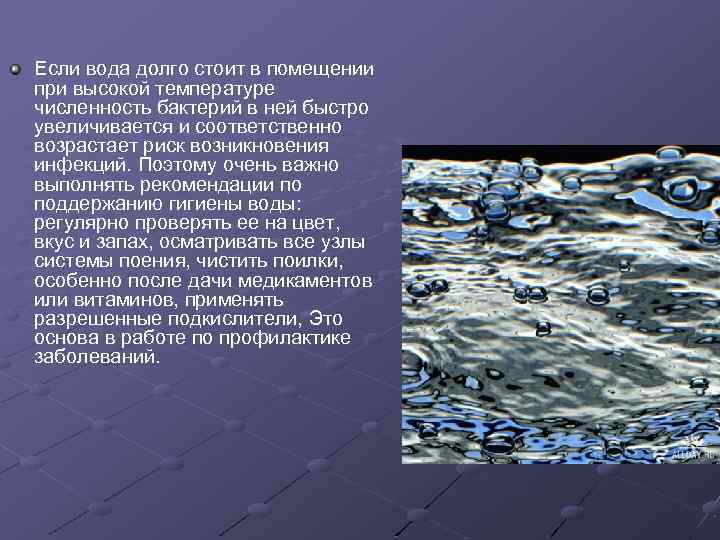 Долгая вода. Микрофлора воды презентация. Презентация на тему микрофлора воды. Микрофлора воды картинки. Сообщение на тему микрофлора воды.