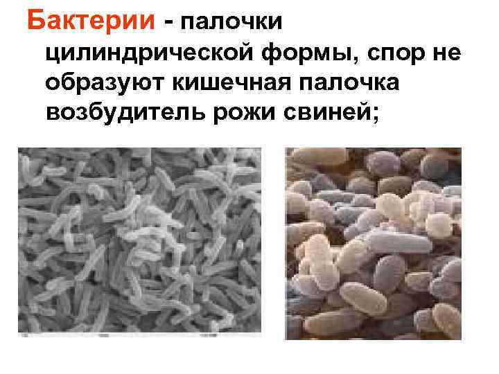 Бактерии - палочки цилиндрической формы, спор не образуют кишечная палочка возбудитель рожи свиней; 