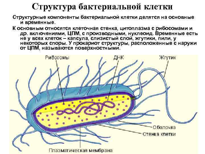 Структура бактериальной клетки Структурные компоненты бактериальной клетки делятся на основные и временные. К основным