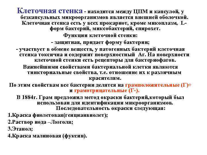 Клеточная стенка - находится между ЦПМ и капсулой, у безкапсульных микроорганизмов является внешней оболочкой.
