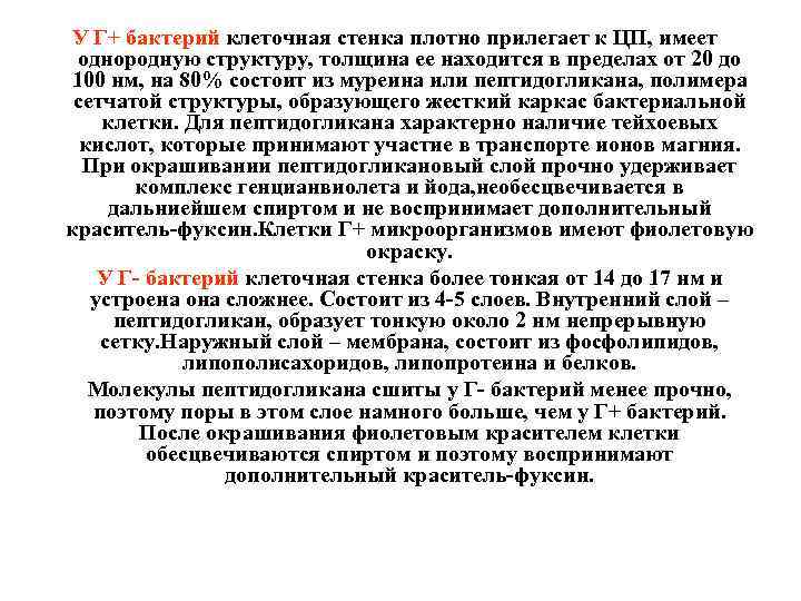 У Г+ бактерий клеточная стенка плотно прилегает к ЦП, имеет однородную структуру, толщина ее