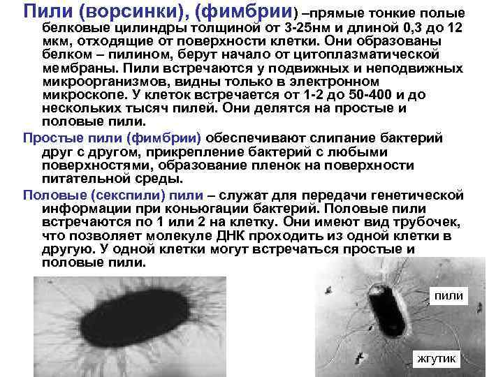 Пили (ворсинки), (фимбрии) –прямые тонкие полые белковые цилиндры толщиной от 3 -25 нм и