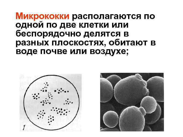 Микрококки располагаются по одной по две клетки или беспорядочно делятся в разных плоскостях, обитают