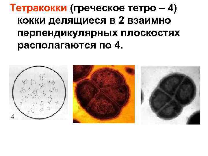 Тетракокки (греческое тетро – 4) кокки делящиеся в 2 взаимно перпендикулярных плоскостях располагаются по