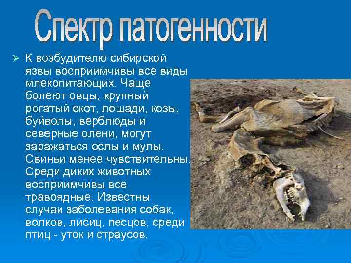 Ø К возбудителю сибирской язвы восприимчивы все виды млекопитающих. Чаще болеют овцы, крупный рогатый