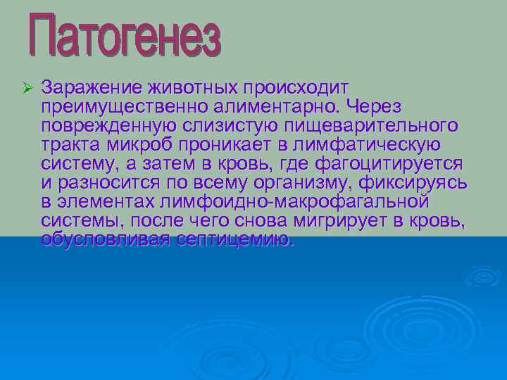 Ø Заражение животных происходит преимущественно алиментарно. Через поврежденную слизистую пищеварительного тракта микроб проникает в
