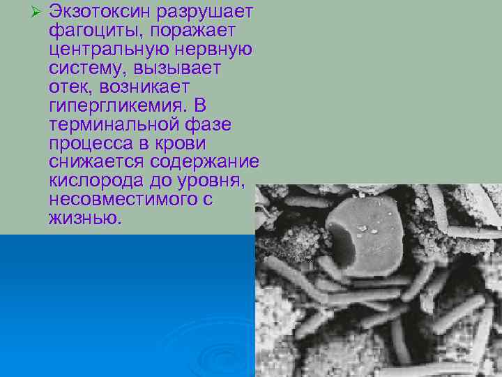 Ø Экзотоксин разрушает фагоциты, поражает центральную нервную систему, вызывает отек, возникает гипергликемия. В терминальной