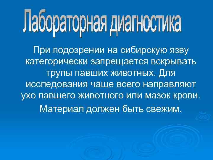 При подозрении на сибирскую язву категорически запрещается вскрывать трупы павших животных. Для исследования чаще