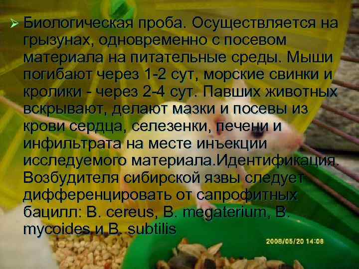 Ø Биологическая проба. Осуществляется на грызунах, одновременно с посевом материала на питательные среды. Мыши