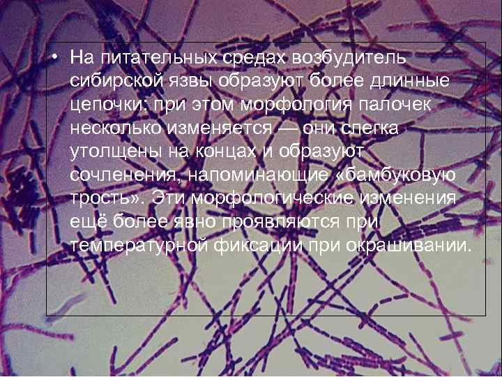  • На питательных средах возбудитель сибирской язвы образуют более длинные цепочки; при этом