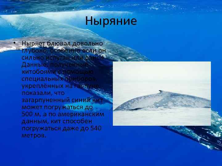 Ныряние • Ныряет блювал довольно глубоко, особенно если он сильно испуган или ранен. Данные,