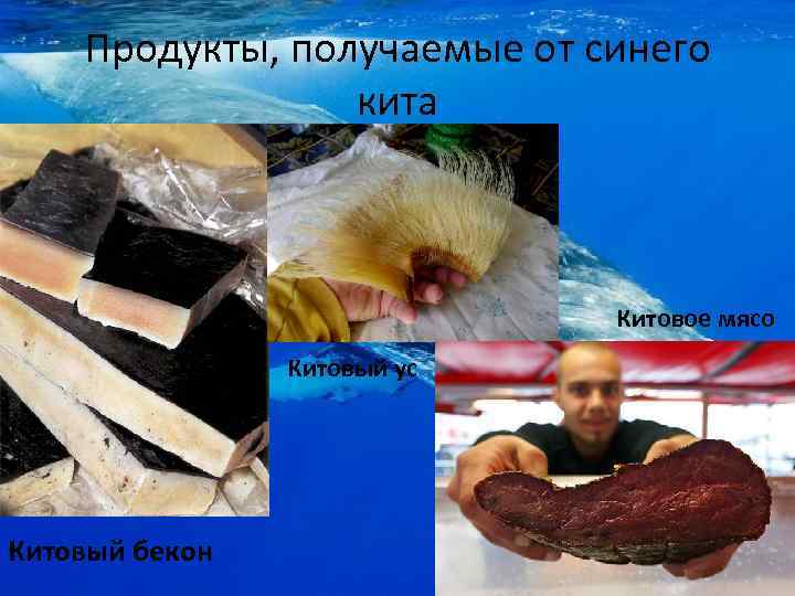 Продукты, получаемые от синего кита Китовое мясо Китовый ус Китовый бекон 