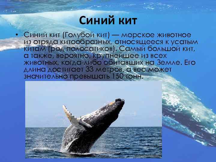 Физиологические признаки синего кита. Презентация на тему синий кит. Рассказ про кита. Отряд китообразные. Синий кит краткая информация.