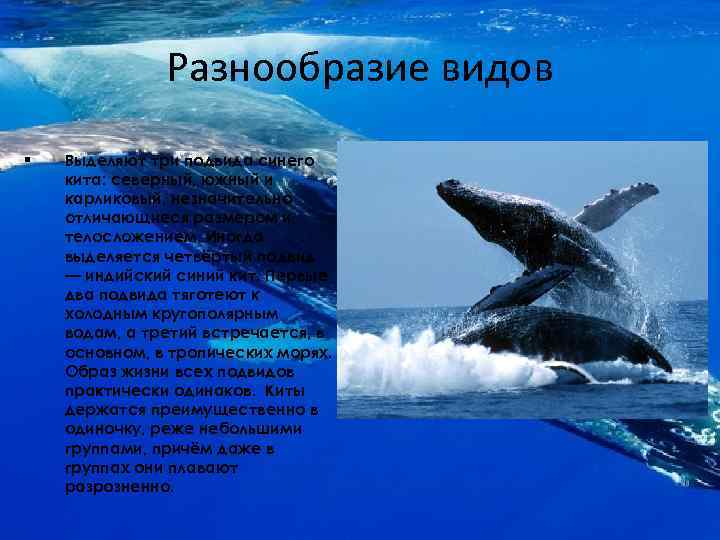 Разнообразие видов § Выделяют три подвида синего кита: северный, южный и карликовый, незначительно отличающиеся