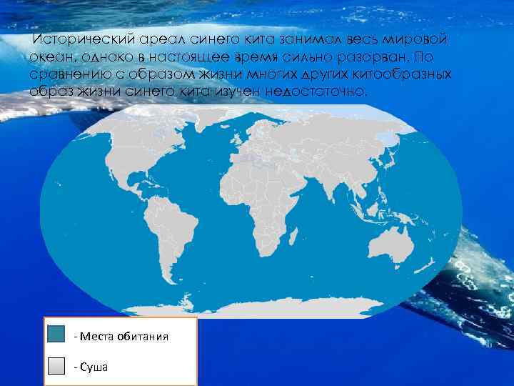 Как можно объяснить распространение синего. Синий кит ареал обитания. Место обитания китообразных. Где обитает синий кит на карте. Карта обитания синих китов.