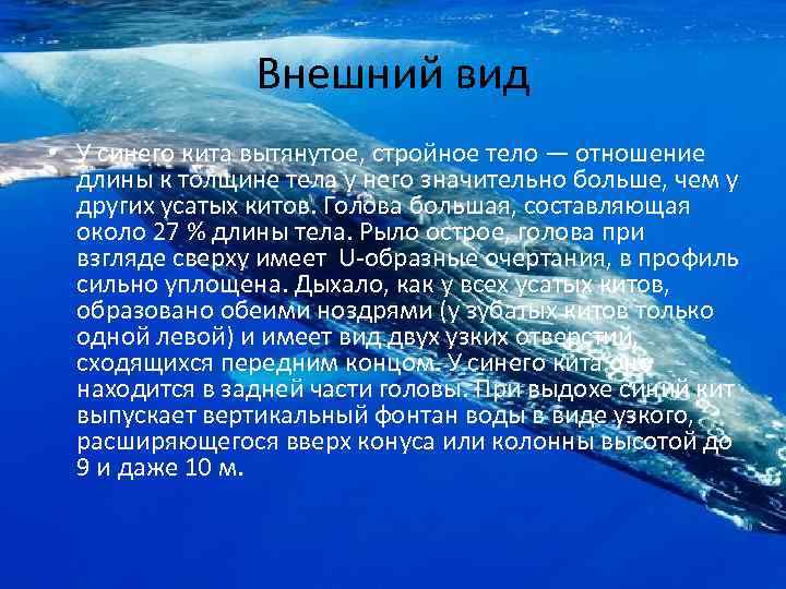 Физиологические признаки синего кита 5 класс. Внешнее строение синего кита. Внешний вид китообразных.