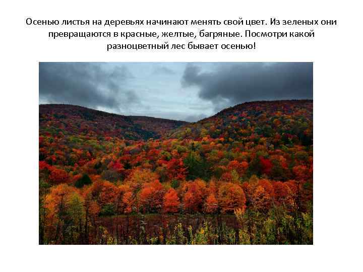 Осенью листья на деревьях начинают менять свой цвет. Из зеленых они превращаются в красные,