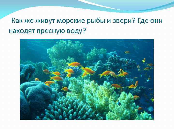 Как же живут морские рыбы и звери? Где они находят пресную воду? 