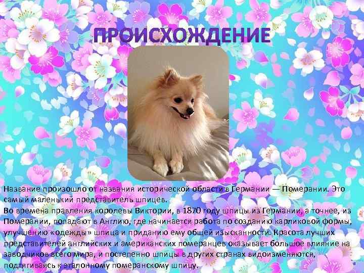 Название произошло от названия исторической области в Германии — Померании. Это самый маленький представитель