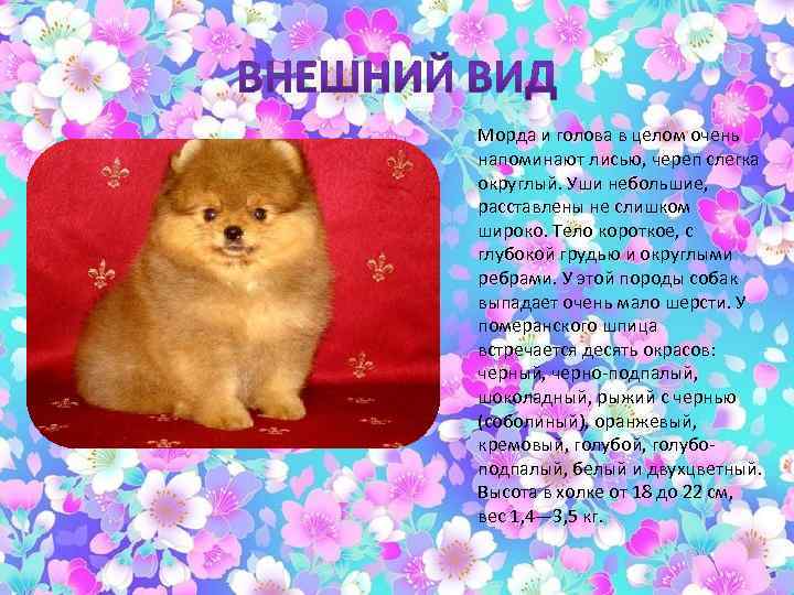 Морда и голова в целом очень напоминают лисью, череп слегка округлый. Уши небольшие, расставлены