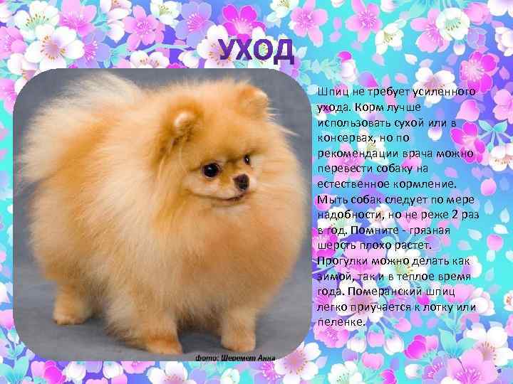 Шпиц не требует усиленного ухода. Корм лучше использовать сухой или в консервах, но по