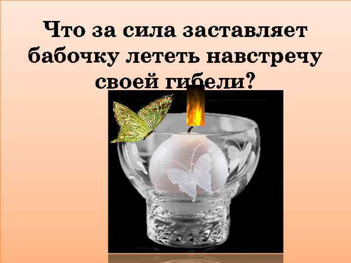 Что за сила заставляет бабочку лететь навстречу своей гибели? очку 