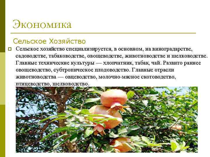 Экономика Сельское Хозяйство p Сельское хозяйство специализируется, в основном, на виноградарстве, садоводстве, табаководстве, овощеводстве,