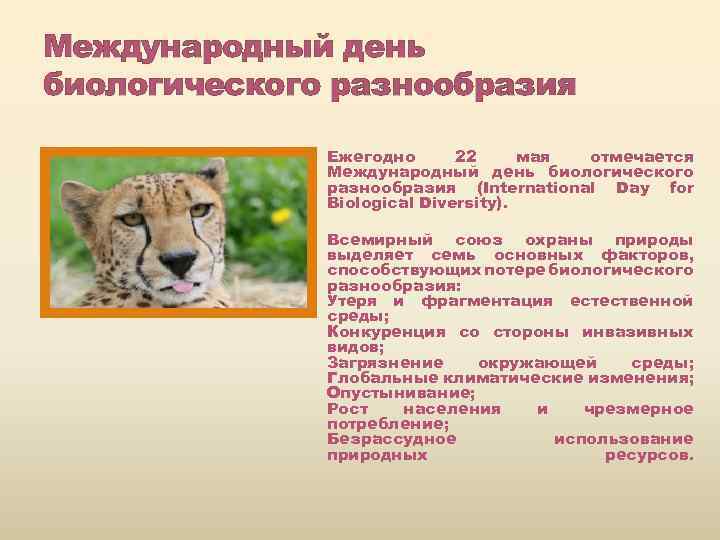 Международный день биологического разнообразия Ежегодно 22 мая отмечается Международный день биологического разнообразия (International Day
