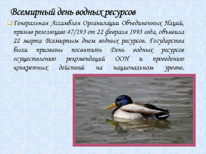 Всемирный день водных ресурсов q Генеральная Ассамблея Организации Объединенных Наций, приняв резолюцию 47/193 от