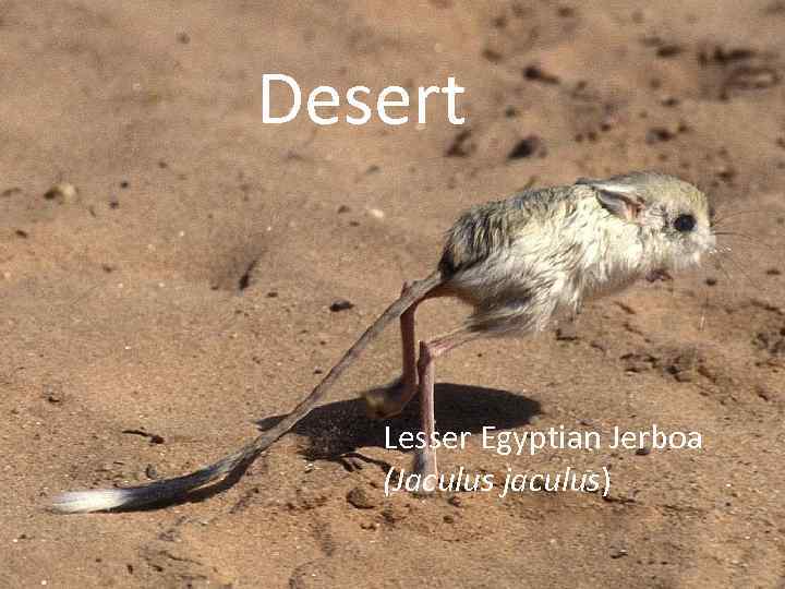 Desert Lesser Egyptian Jerboa (Jaculus jaculus) 