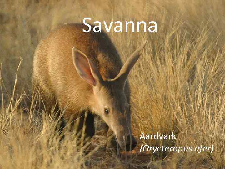 Savanna Aardvark (Orycteropus afer) 