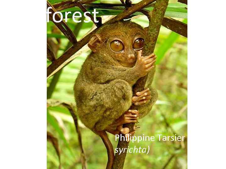 Rainforest Philippine Tarsier (Tarsius syrichta) 