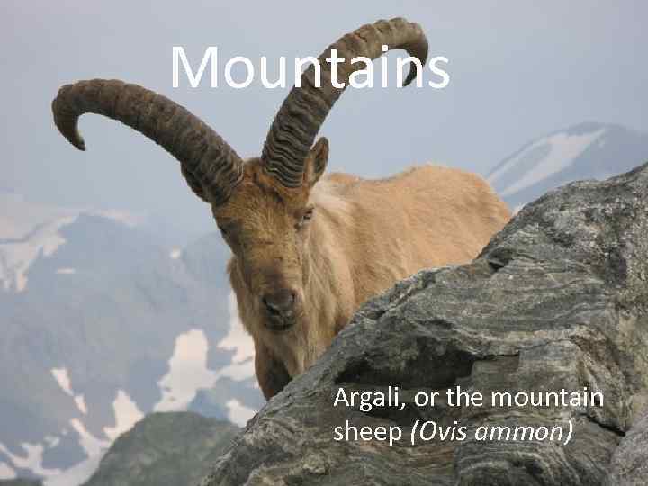 Mountains Аrgali, or the mountain sheep (Ovis ammon) 