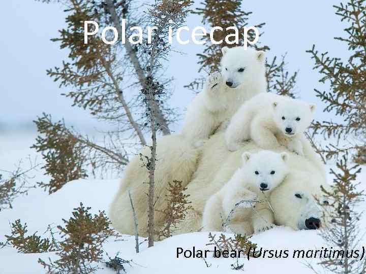 Polar icecap Рolar bear (Ursus maritimus) 