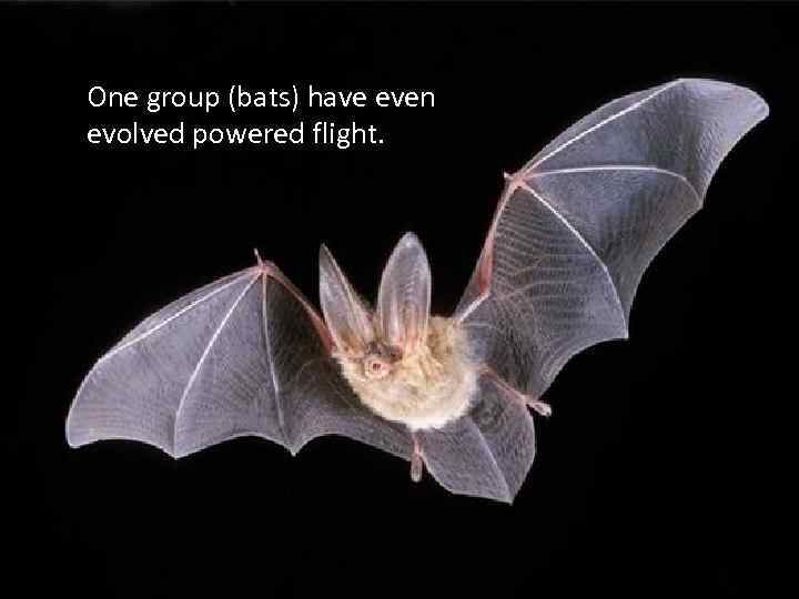 One group (bats) have even evolved powered flight. 