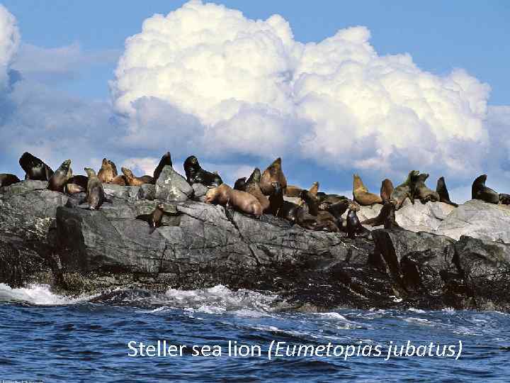 Steller sea lion (Eumetopias jubatus) 