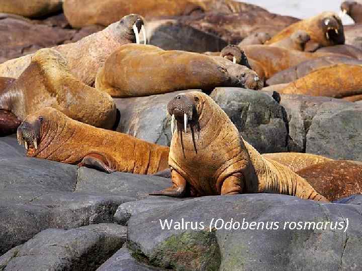 Walrus (Odobenus rosmarus) 