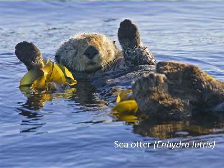 Sea otter (Enhydra lutris) 