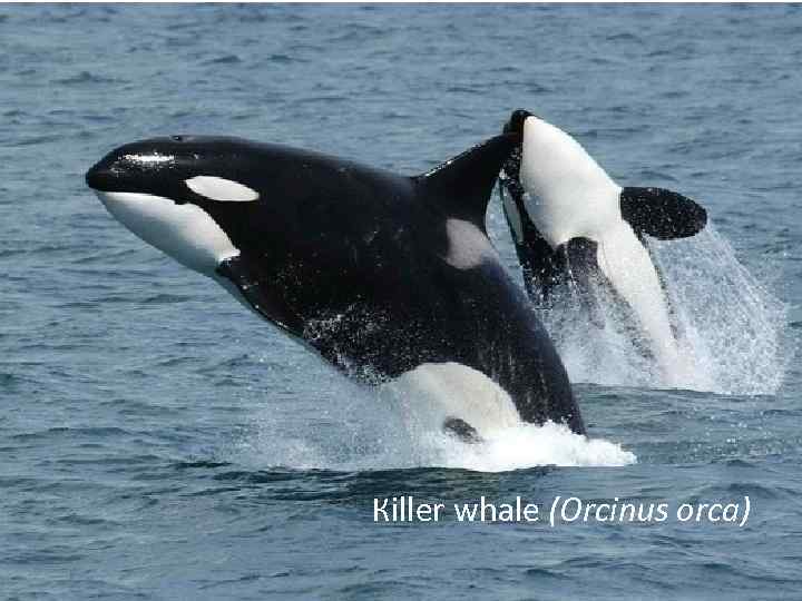 Кiller whale (Orcinus orca) 