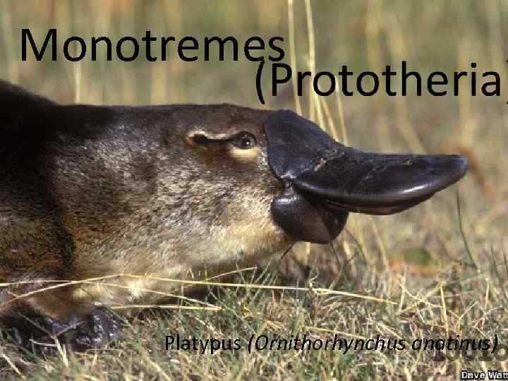 Monotremes Platypus (Ornithorhynchus anatinus) 